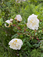 Fototapeta premium white rosehip large flower