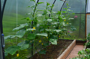 view inside the greenhouse, cucumber seedlings in the greenhouse, the concept of gardening