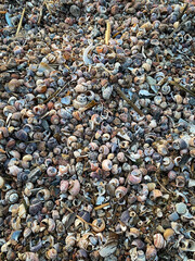 a beach made of small different shells