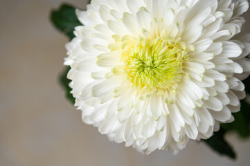 White chrysanthemum flower close up. The background is abstract, blurred, yellow or orange with a gray tone.