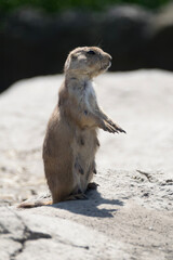 prairie dog eating