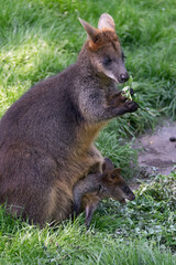 kangaroo in the park