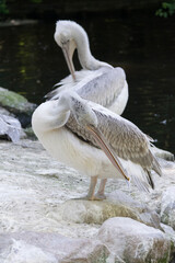 white pelican