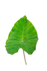 green leaves isolated. large heart-shaped green leaves isolated on white background