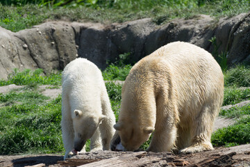 two bears