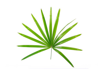 green leaves isolated. split leaf green leaves isolated on white background. green palm leaf branches on white background.