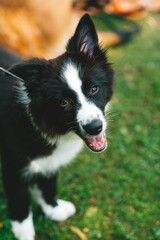 Happy black border collie dog with tongue sticking out lying down in green grass.