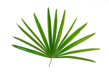 green leaves isolated. split leaf green leaves isolated on white background. green palm leaf...
