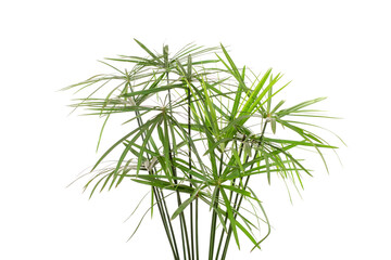 green leaves isolated. split leaf green leaves isolated on white background. green palm leaf branches on white background.