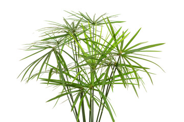 green leaves isolated. split leaf green leaves isolated on white background. green palm leaf branches on white background.