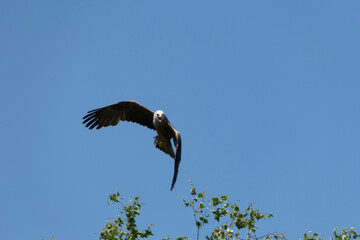 osprey in flight