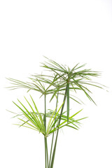 green leaves isolated. split leaf green leaves isolated on white background. green palm leaf branches on white background.