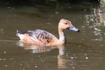 country goose swimming