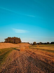 Fototapeta premium landscape with a tree