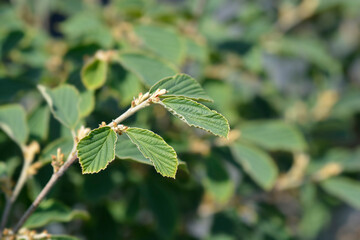 Witch Hazel Arnold Promise