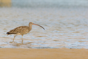 Endangered eastern curlew (Numenius madagascariensis) wading on the edge of a creek. Hastings...