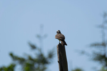 bird on a wire