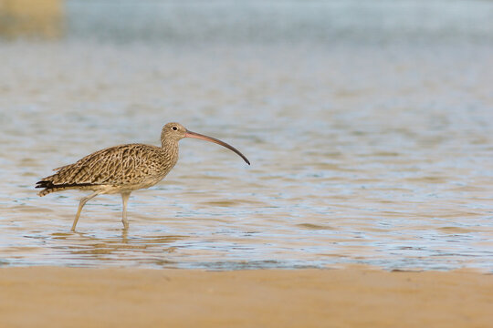 Endangered eastern curlew (Numenius madagascariensis) wading on the edge of a creek. Hastings Point, NSW, Australia