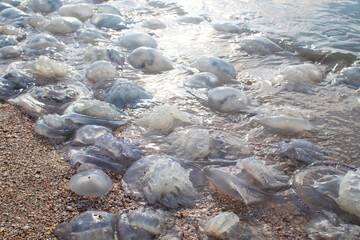 Close-up of cornerot and aurelia jellyfish on the sandy shore and in the water. Ecological catastrophe. Threat to humans. The invasion of jellyfish in the sea. Rhizostoma pulmo and Aurelia aurita