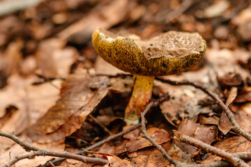 beautiful mushrooms under yellow, orange forest leaves