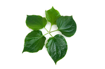 Piper sarmentosum leaves isolated on white background.Chaplo leaves