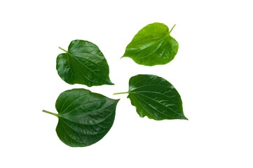 Fototapeta na wymiar Piper sarmentosum leaves isolated on white background.Chaplo leaves