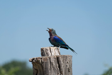 Naklejka premium lilac roller