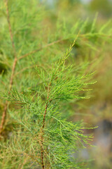 Four-stamen tamarisk