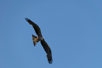 Fototapeta premium osprey in flight
