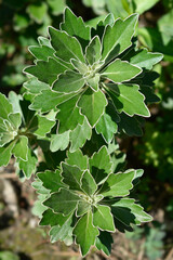 Gold and silver chrisanthemum