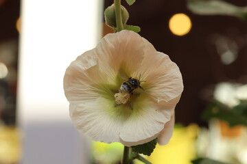 Biene in einer Stockrose