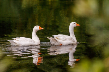 Naklejka na ściany i meble beautiful pair of geese floating on water
