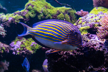 Fototapeta na wymiar Acanthurus lineatus fish