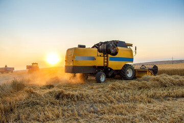 Fototapeta premium Combine harvester and tractors in wheat field. Wheat harvest at sunset.