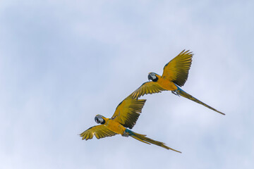 yellow billed kite