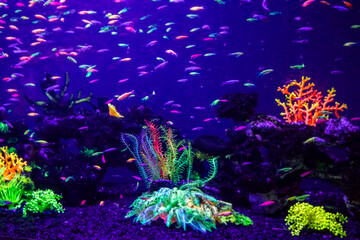 Naklejka na ściany i meble danio rerio fish and neon corals
