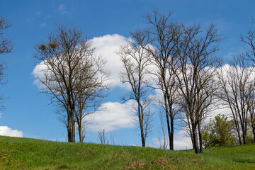 beautiful trees against the blue sky and clouds