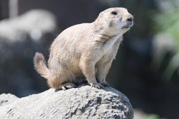 prairie dog on rock