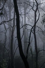 Silhouetted bare trees in a dark foggy forest