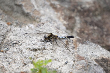 Orthetrum albistylum speciosum standing on a stone