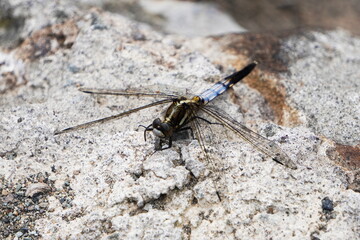 Orthetrum albistylum speciosum standing on a stone