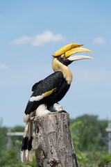 yellow billed hornbill