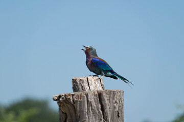 lilac roller