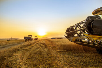 Combine harvester and tractors in wheat field. Wheat harvest at sunset.