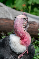 Andean Сondor (Vultur gryphus)