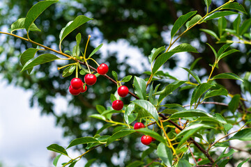 Cherries on a branch of a fruit tree in a sunny garden. Seasonal harvest of berries