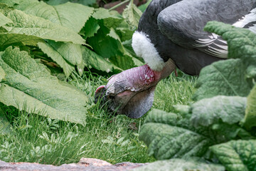 Andean Сondor (Vultur gryphus)