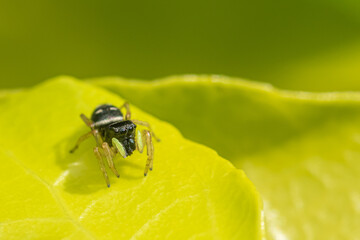 Spider