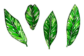 Watercolor green leaves on a white background. Illustration on a white background for the design.