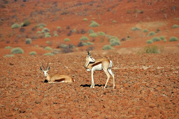 two impalas in the red semi desert of namibia, african wildlife scenes